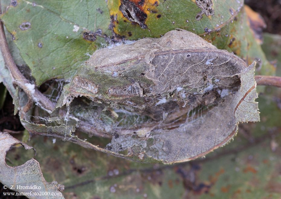 šípověnka jívová, Acronicta auricoma (Motýli, Lepidoptera)